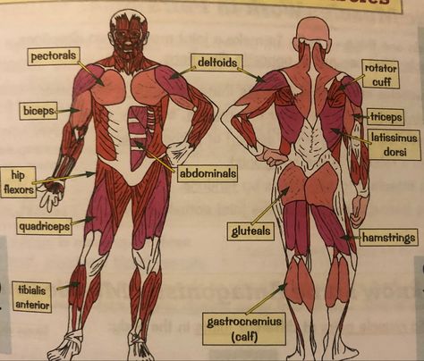 Muscles In The Body, Gcse Pe, Muscle Body, Lesson Planning, The Body, Lesson Plans, Muscles, Comic Books, Comic Book Cover