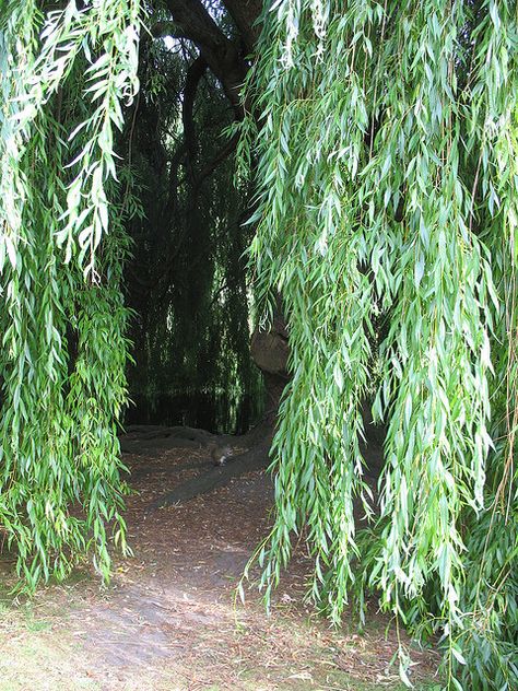 Hiding under the willow tree!  Reminds me of my childhood at my Nana's house Wipping Willow Trees, Changeling Rogue, Under Willow Tree, Under A Willow Tree, Fat Squirrel, Weeping Trees, Willow Garden, Weeping Willow Tree, Tree Fort