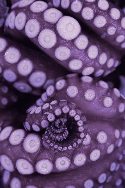 Purple Octopus, Rose Lalonde, Octopus Tentacles, Octopus Tattoo, Welcome To Night Vale, Night Vale, Kraken, Homestuck, Dnd Characters