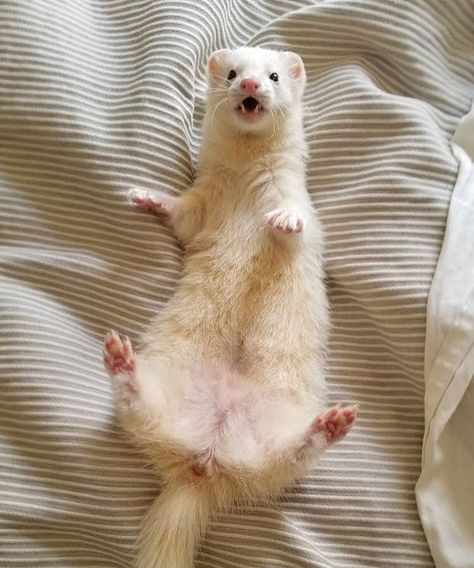 Ferret Fursona, Ferret Clothes, White Ferret, Baby Ferrets, Cute Ferrets, Best Anime Couples, Puppies And Kitties, Pretty Animals, Cute Animals Images