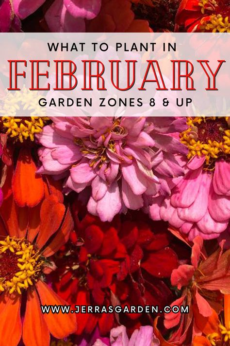 Get some garden inspiration for the month of February. Find my recommendations on the best plants and seeds you can grow in February for garden zones 8 and up. Plus, follow my tips on each crop to maximize vegetable, herb, and flower production. #february #springgarden #gardeningtips #garden #gardeninspiration #homestead #urbanfarm #vegetablegarden #eatwhatyougrow Zone 8 Flower Planting Schedule, Flowers To Plant In February, Seeds To Start In February Zone 7, Seed Planting Calendar, What To Plant In February, February Gardening, Starting Flowers From Seeds, Spring Planting Guide, Garden Zones