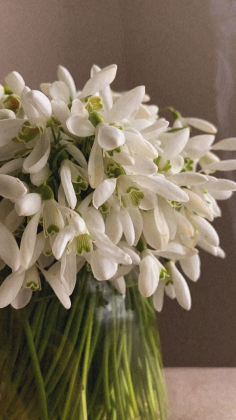 Snow Drop Bouquet, January Flower Bouquet, Snowdrop Flowers, Snowdrop Bouquet, Snow Drop, Snow Drop Flower, Snowdrop Flower Bouquets, Carnation And Snowdrop Flower, Snowdrop Flower