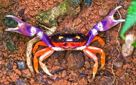 Halloween crab…there are many at Iguana Lodge in Osa Halloween Crab, Costa Rica Nature, Animal Infographic, Halloween Moon, About Halloween, Life Aquatic, Animal Crackers, Crustaceans, Food Staples