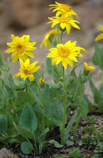 Heartleaf Arnica (Arnica cordifolia) Western United States Colorado Plants, Utah Wildflowers, Arnica Flower, Headache Remedy, Chronic Fatigue Remedies, Natural Pain Killers, Natural Headache, Sunflower Family, For Headaches