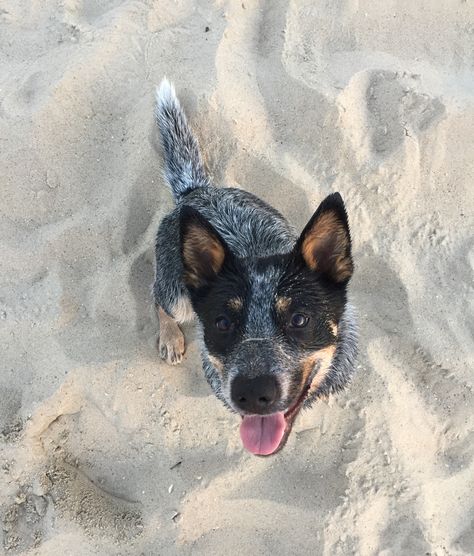 Blue heeler on the beach Dog Aethestic, Blue Heeler Aesthetic, Blue Heeler Dog, Austrailian Cattle Dog, Heeler Dogs, Heeler Dog, Blue Heeler Dogs, Blue Heelers, Red Heeler