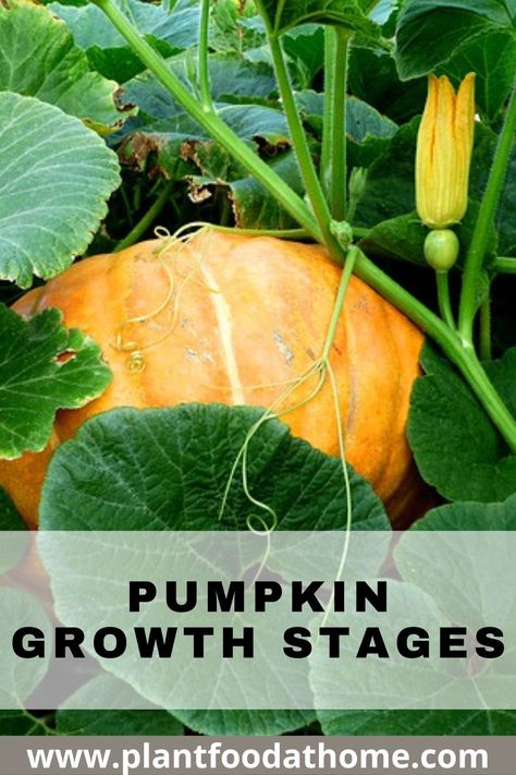 When To Plant Pumpkins, Pumpkins Growing, Squash Garden, Grow Squash, How To Grow Pumpkins, Grow Pumpkins, Growing Squash, Planting Pumpkins, Pumpkin Vine