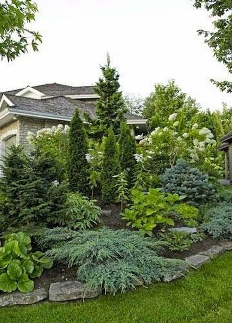 Privacy Fence Landscaping, Evergreen Landscape, Conifers Garden, Landscaping Trees, Evergreen Garden, Small Front Yard Landscaping, Privacy Landscaping, Backyard Privacy, Front Landscaping