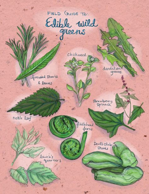 Field Guide To: Edible Wild Greens Witchy Homestead, Herb Facts, Nature Mystic, Homesteading Goals, Wild Vegetables, Foraging Plants, Earth Medicine, Herbal Benefits, Edible Leaves