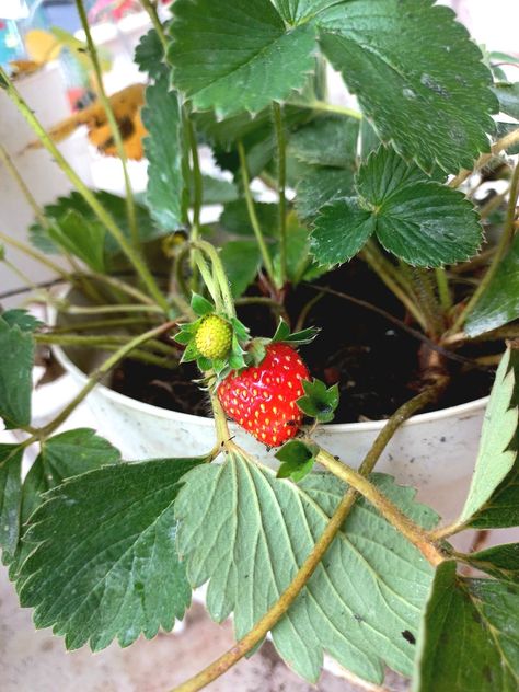 #strawberry#pot#aestetic#background#trend#daun#stroberi#alam#tanaman#buah Strawberry Pot, Beautiful Fruits, Fruit