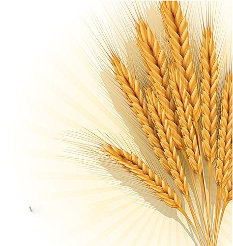 golden wheat creative poster background, Golden, Wheat, Background, Background image Wheat Background, Wheat Vector, Clip Art Frames Borders, Vintage Frames Vector, Snow Vector, Apple Vector, Old Paper Background, Golden Wheat, Astrology Art