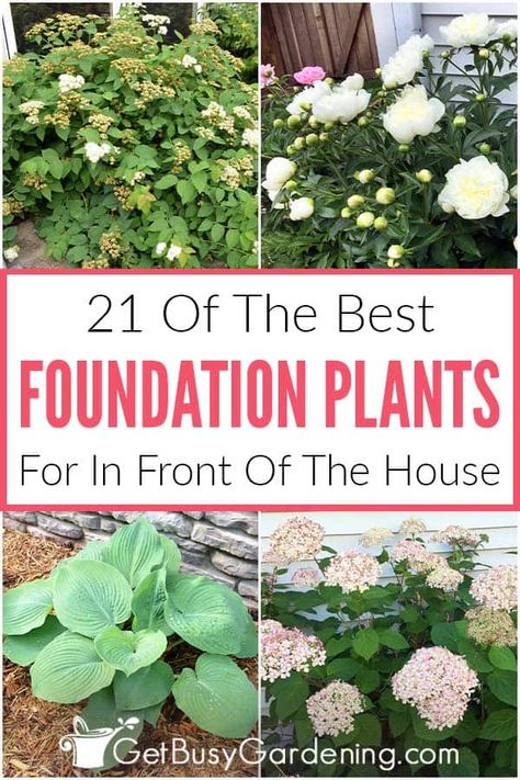 One of the most important decisions in designing a front yard landscape is choosing the best foundation plants for your home. I’ve put together a helpful list of 21 foundation plants that are perfect for front and side yards of a house. This list includes full sun and partial shade plants for a variety of zones, from evergreen bushes to shrubs and perennial flowers. This guide will help you hide your homes foundation with beautiful plants and create an attractive yard with improved curb appeal. Hearty Plants For Landscaping, Low Sun Plants Outdoor, Front Yard Plants Curb Appeal, Front Garden Plants, Perinneals Full Sun, Plants For North Side Of House, Full Sun Shrubs Front Yards, Zone 5 Landscaping Front Yards, Southern Flower Beds