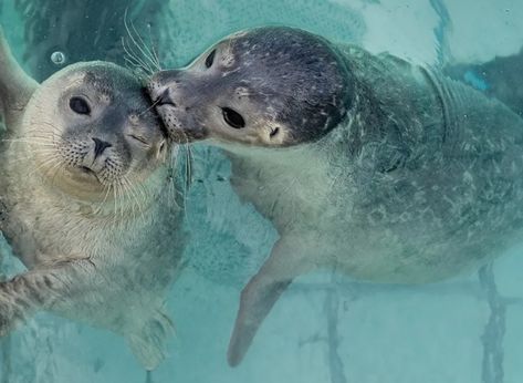 Harp Seal, Cute Seals, Baby Seal, Silly Dogs, Happy Things, Fandom Funny, Silly Animals, Sea Lion, Marine Animals