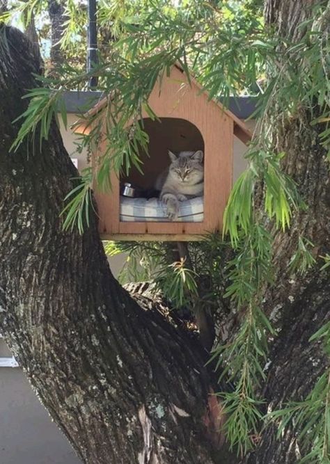 Cat Tree House Outdoor, Cat Tree Ideas, Cat House Design, Outdoor Cat Tree, Cat House Outdoor, Catio Plans, Catio Ideas, Ideas For Cats, Feral Cat House