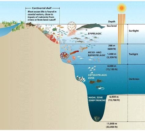 Ocean Zones - 2nd Grade - Habitats Hadal Zone, Teaching Habitats, Deep Sea Ocean, Ocean Diorama, Ocean Zones, Mariana Trench, Ocean Habitat, Sea Bed, Ocean Projects