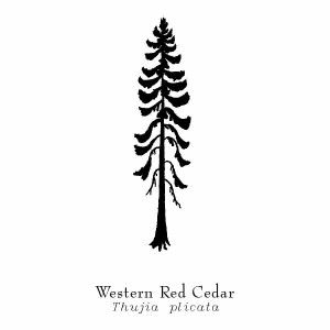 Western Red Cedar Western Red Cedar Tattoo, Red Cedar Tattoo, Scrimshaw Tattoo, Rain Healing, Cedar Tattoo, Western Red Cedar Tree, Tree Line Drawing, Tree Tat, Pnw Tattoo