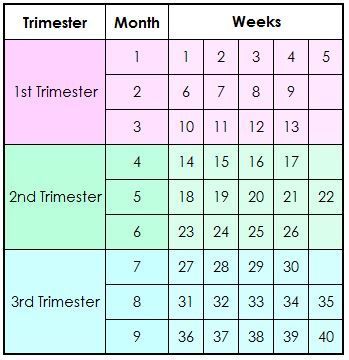 Pregnancy Calendar Week by Week Chart Weeks To Months Pregnant Chart, How Many Weeks In Each Trimester, Pregnancy Chart Weeks, Weeks Of Pregnancy Chart, Pregnancy Months And Weeks, Pregnancy Weeks To Months, Pregnancy Trimester Chart, Pregnancy Month By Month, Trimester Chart