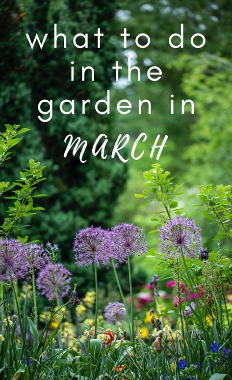 Best Plants To Plant In Spring, Plants To Plant In March, What To Plant In The Spring, Early Spring Flowers Garden, Best Flowers To Plant In Spring, What Flowers To Plant In March, Summer Bulbs To Plant In Spring, Early Spring Garden, Flowers To Plant In April