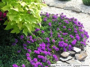 Verbena. One of these showed up in one of my flower beds several years ago. Since then it re-seeded and does so every year. Very beautiful. Verbena Homestead Purple, Purple Verbena, Verbena Plant, Low Maintenance Garden, Most Beautiful Flowers, Flowers Perennials, Plant Nursery, Perennial Plants, Ground Cover