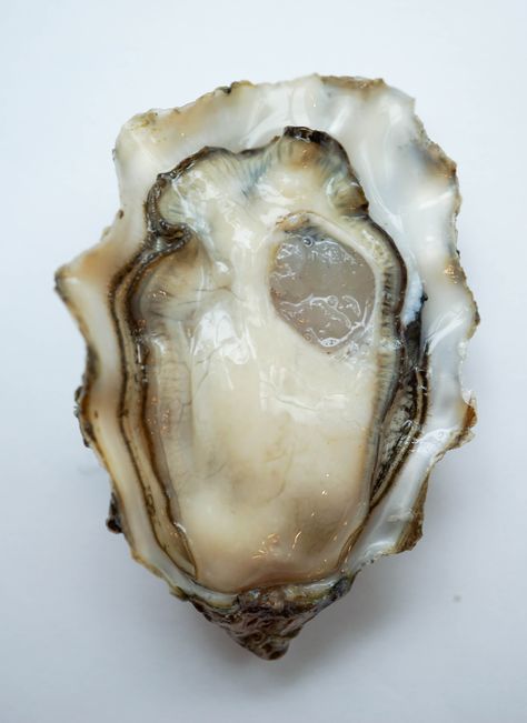 Totten Pacific - Taylor Shellfish Oyster Aesthetic, Oysters With Pearls, State Foods, Healthy Bowls, Exotic Fish, Mermaid Art, Oyster Shell, Beautiful Food, Bars Recipes