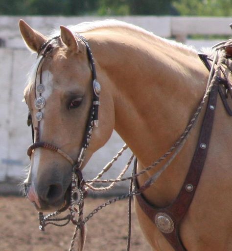 Vaquero Horsemanship, Bridle Horse, Aqha Horses, Western Pleasure Horses, Western Bridles, Palomino Horse, Barrel Racing Horses, Western Tack, Horse Bridle