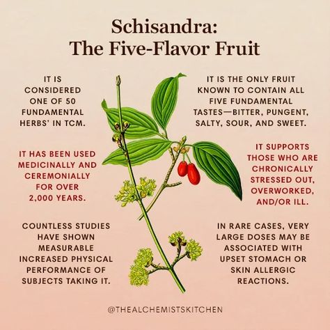 Schisandra: The Five-Flavor Fruit Schisandra Benefits, Flower Teas, Apothecary Book, Herbal Guide, Schisandra Chinensis, Medicinal Herbs Remedies, Magickal Herbs, Medical Herbs, Plant Medicine