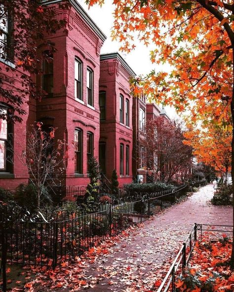 Autumn in Washington DC 🇺🇸🇺🇸 Washington Dc Aesthetic, Dc Aesthetic, Autumn Scenes, Best Wall, City Photography, Autumn Cozy, Autumn Aesthetic, City Aesthetic, Autumn Photography