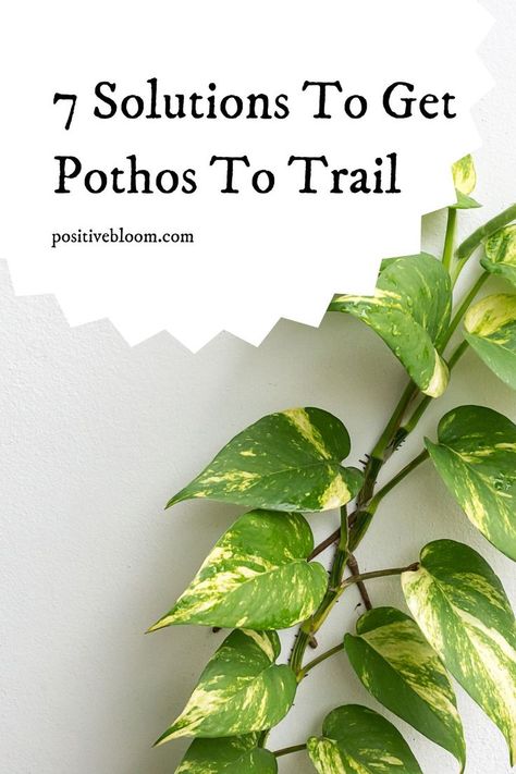 How To Grow Trailing Pothos: 7 Solutions To Get Pothos To Trail Trailing Pothos, Pothos Plant Care, Peperomia Plant, Alocasia Plant, Calathea Plant, Plant Hacks, Inside Plants, Pothos Plant, Growing Plants Indoors