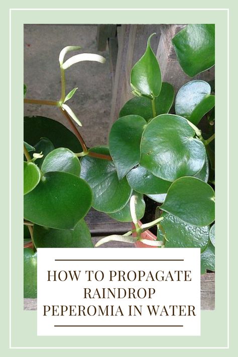 How To Propagate Peperomia, Peperomia Propagation, Raindrop Peperomia, Propagation Methods, Propagate Plants, Peperomia Plant, Planting Tips, Plant Propagation, Indoor Plant Care