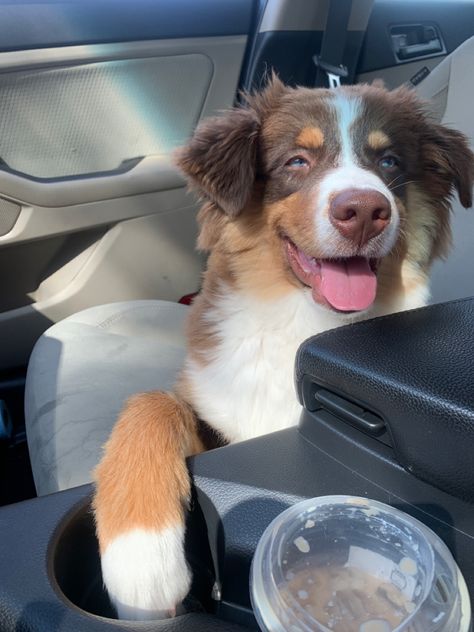 Australian Shepard puppy- shotgun rider Dog Aesthetic Australian Shepard, Australian Shepherd Aesthetic, Shepard Puppy, Medium Size Dogs, Australian Shepherd Puppy, Cute Dogs Images, Very Cute Puppies, Urine Stains, Aussie Puppies