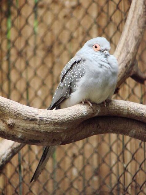 Diamond Doves are usually kept in an aviary, but they can also easily be kept in a large parakeet cage with 3/8" bar spacing. The minimum size of the cage should be at least 18" square. Cages that are longer and wider are more important than tall cages as these birds flutter around and do not climb. Cage Aesthetic, Dove Animal, Diamond Dove, Parakeet Cage, Pigeon Breeds, Dove Pigeon, Birds Photography, Red Ring, Dove Bird