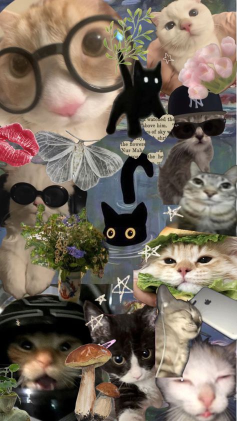 Y2k Collage, Cat Collage, Studio Ghibli Background, Wall Collage Decor, Funny Cat Wallpaper, Collage Background, Phone Wallpaper Patterns, Cute Patterns Wallpaper, Kawaii Wallpaper