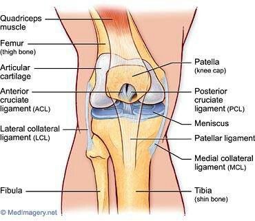 This is such a great diagram of the patella.  My left knee will finally be fixed on Tuesday.  So happy:3 Skeleton Project, Anatomy Of The Knee, Knee Anatomy, Acl Rehab, Parts Of The Knee, Human Knee, Partial Knee Replacement, Knee Pain Relief Exercises, Equine Anatomy