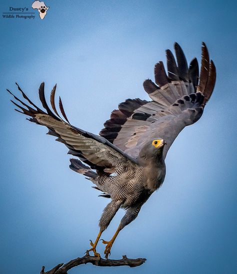 African Harrier Hawk Harrier Hawk, Hawk Familiar, Giant Hawk Fantasy Art, African Harrier Hawk, Star Wars Ebon Hawk, Eurasian Sparrowhawk, Bald Eagle, Birds, Animals