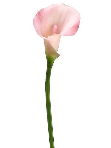 Light Pink Calla Lily Pink Calla Lily, Pink Calla Lilies, Flowers Peonies, Fake Hydrangeas, Calla Lily Bouquet, Minimalist Flowers, Silk Flowers Wedding, Diy Wedding Bouquet, Flower Landscape