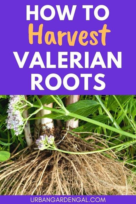 Herb Garden Tips, Valerian Root, Health Heal, Affirmations For Kids, Veg Garden, Herbal Magic, Home Grown, Valerian, Tea Garden