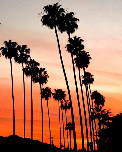 Orange Theme Aesthetic, Los Angeles Palm Trees, Palm Tree Photography, Palm Tree Pictures, Dramatic Clouds, Photo Orange, California Palm Trees, La Photography, Palm Tree Wall Art