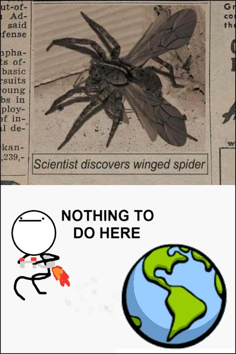 My worst nightmare. Flying Spider, Spider Meme, Spiders Funny, Funny Pins, Meme Pictures, Bones Funny, Funny Cute, Funny Photos, Funny Images