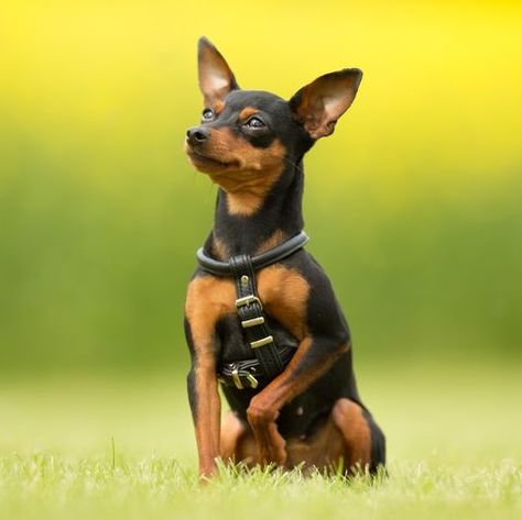 Miniature Pinscher is a small dog breed. Min Pins, as they're known, weigh just eight to 10 pounds. Smallest Dog Breeds, Smallest Dog, Miniature Dog Breeds, Forever Puppy, Tiny Dog Breeds, Miniature Pinscher Dog, Mini Pinscher, Smooth Fox Terriers, Spaniel Breeds