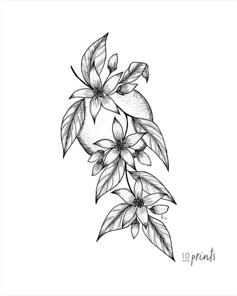 Ink illustration of cascading orange blossoms. Digital download. Orange Blossom Tattoo Flowers, Orange Branch Tattoo Minimal, Florida State Flower Tattoo, Fine Line Orange Blossom Tattoo, Black And White Orange Tattoo, Florida Flower Tattoo, Florida Orange Tattoo, Orange Blossom Tattoo Black And White, Orange Tattoo Black And White