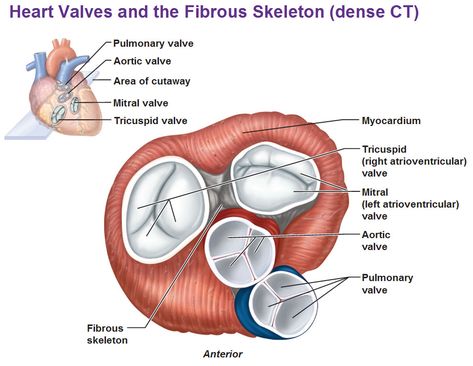 heart valves and fibrous skeleton, mitral valve, tricuspid, atrioventricular, pulmonary valve, aortic Cardiac System, Heart Blood Flow, Thoracic Surgery, Patient Care Tech, Heart Circulation, Anatomy Heart, Heart Valve, Tricuspid Valve, Human Physiology