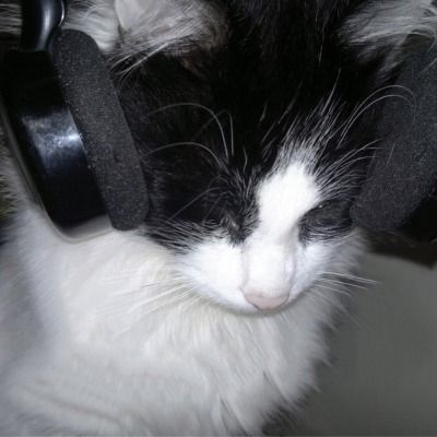 Alexa + Core + Aesthetic, Cat With Headphones, Cat Headphones, Silly Cats Pictures, Cat Icon, Silly Animals, Foto Ideas Instagram, Cat Aesthetic, Cartoon Jokes