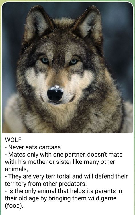 Fox X Wolf, Wolf Behavior, Wolf Like Dogs, Wolf Pack Ranks, Wolf Vs Dog, Wolf Size Comparison, Wolf Compared To Human, Wolf Facts, Facts About Wolves