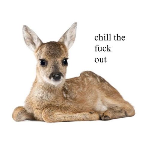 Baby Deer, Silly Me, What’s Going On, Just Girly Things, Pretty Words, My Vibe, Reaction Pictures, Mood Pics, Lany