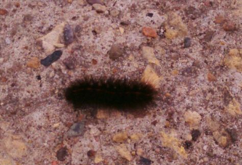 Black hairy caterpillar 🐛 scurrying off into the grass in Seaham. Black Peppercorn, The Grass, Caterpillar, Insects, Condiments, Black