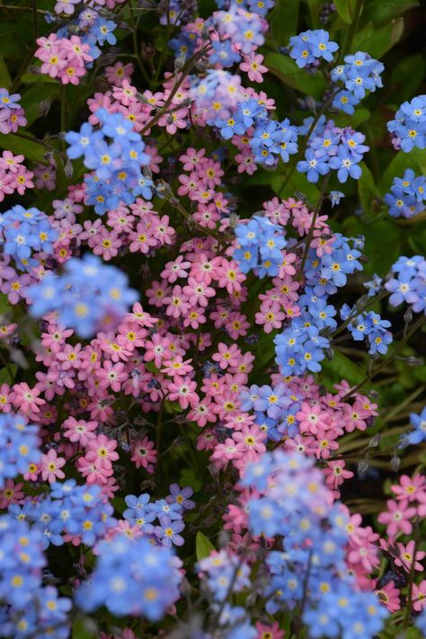 Frühling Wallpaper, Nothing But Flowers, Pink And Blue Flowers, Blue Garden, Forget Me Nots, Flower Therapy, Mouse Ears, Flower Images, Flowers Nature