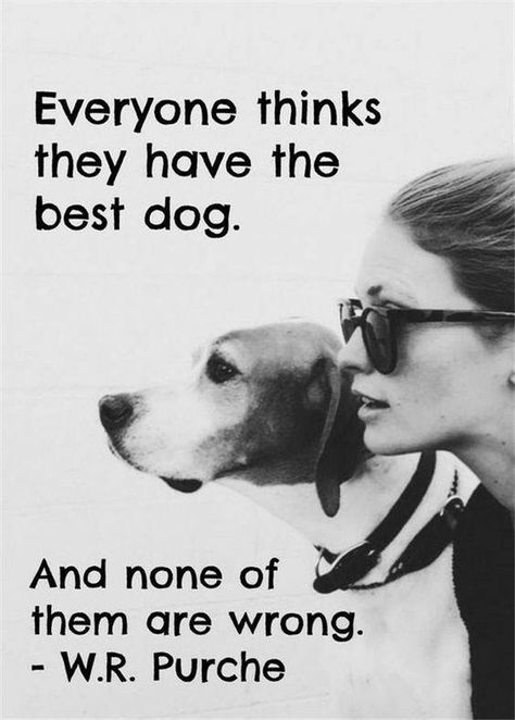 23 Amazing Quotes for Dog and Animal Lovers  #petloverquotes #dogquotes #doglover #animallover #petquotes Game Mode, Pet Gear, Dog Rules, Airedale Terrier, Memes Humor, Blue Heeler, Animal Quotes, Dog Quotes, Pet Grooming