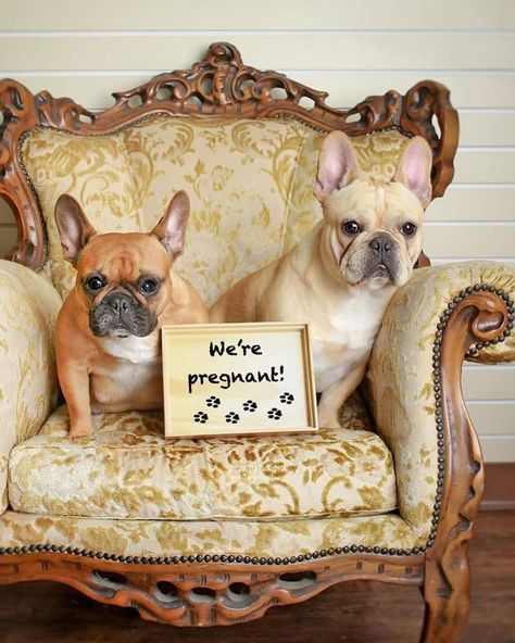 Texas French Bulldog Couple Poses for Maternity Shoot to Prepare for Puppies We Are Pregnant, Cute Pregnancy Photos, Puppy Photography, Pregnant Dog, Bulldog Mom, Munchkin Cat, Bulldog Puppies For Sale, Dog Photoshoot, Puppy Photos