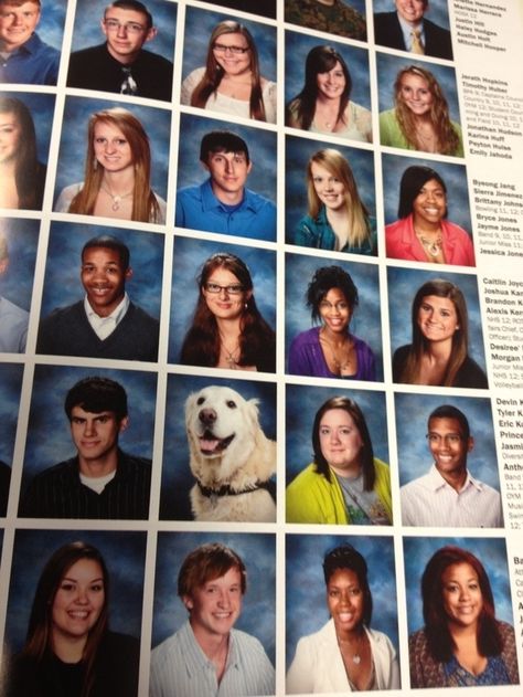 A retiring school dog who got into the senior section of the yearbook. | 50 Animal Pictures You Need To See Before You Die Yearbook Photos, Animals Friendship, Therapy Dogs, Animal Pics, Sweet Animals, Service Dogs, All Animals, Animal Photo, Yearbook