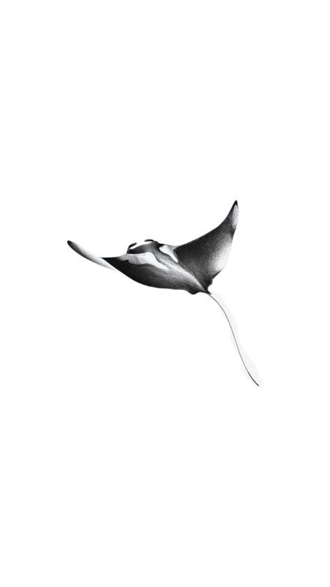 Manta Tattoo Design, Sting Ray Tattoo Design, Manta Ray Tattoo Design, Manta Ray Wallpaper, Mantaray Tattoo, Manta Ray Drawing, Manta Tattoo, Stingray Design, Manta Ray Tattoo