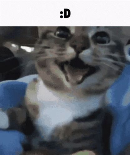 Cat Gif, A Cat, Animated Gif, Gif, Blue